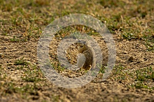 Indian desert jird or gerbil or Meriones hurrianae closeup feeding grass from his burrows at forest of central india