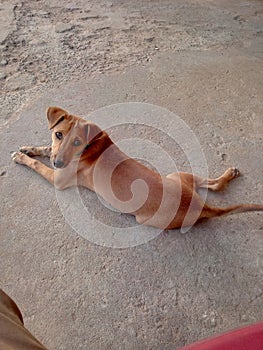 An Indian Desi dog age about three months. photo