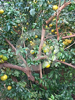 Indian Desi lemon tree big fruit 