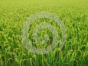 Indian dhan rice plants photo