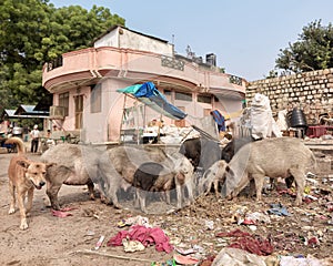 Indian disposal dump in the street photo