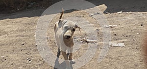 Indian dog in chaield very butifull