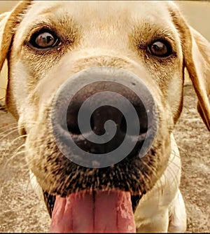 Indian dog closeup image photo