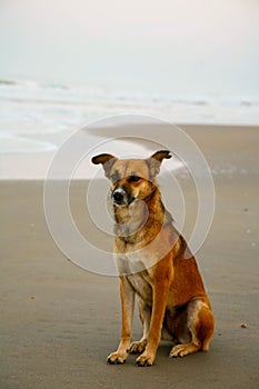 An Indian dog sits on the beach Varca near the ocean in South Goa India