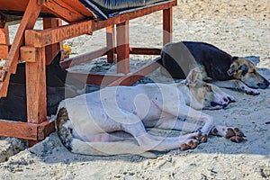 Indian dogs sleeping in the shadow of sun lounger