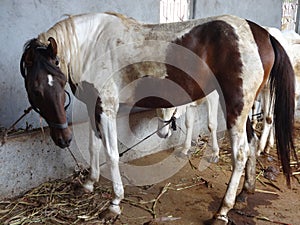 Indian domestic animals horse in the stable