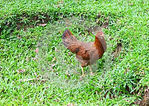 Indian Domestic Chicken - Gallus Gallus Domesticus - Standing in  Green Grass