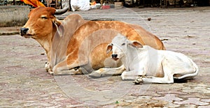 Indian Domestic Cow and White Calf sitting on Ground - Indian Countryside - Holy Cows - Dairy Cattle