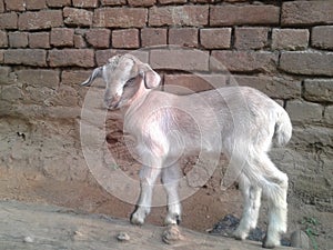 Indian domestoc animal .cn.hild of goat.