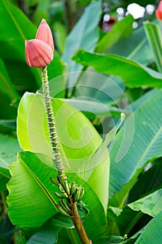 Indian dwarf banana flower in Botanic Garden Singapore photo