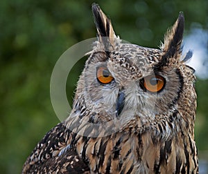 Indian Eagle-Owl