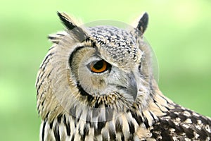 Indian Eagle Owl