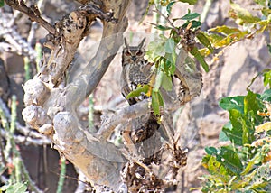 Indian Eagle Owl or Bengal Eagle Owl or Rock Eagle Owl Bubo bengalensis Perching on the Tree