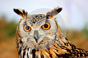 Indian Eagle-Owl (Bubo bengalensis)