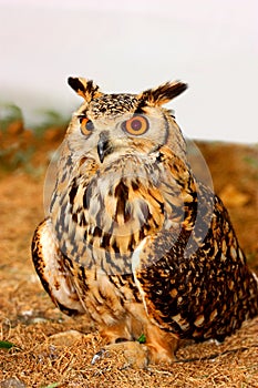 Indian Eagle-Owl (Bubo bengalensis)