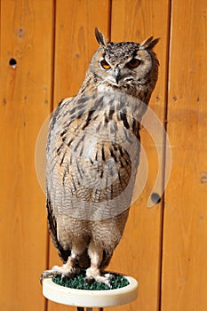 Indian eagle-owl (Bubo bengalensis).