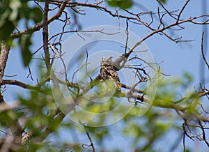 Indian eagle-owl Bubo bengalensis perching on the tree