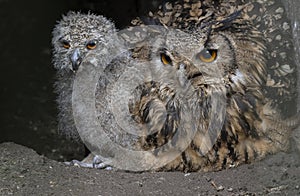 Indian Eagle Owl with Chick