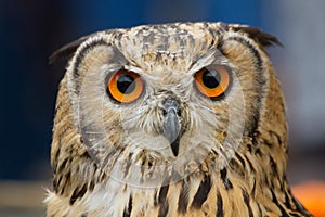 Indian Eagle Owl Head Staring at Camera