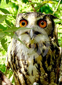 Indian Eagle Owl sub-adult.