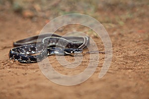 Indian Egg eater, Elachistodon westermanni REINHARDT 1863, RARE, COLUBRIDAE, NON VEMOMOUS, Yavatmal