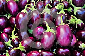 Indian Eggplant photo