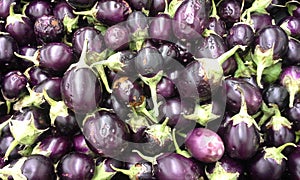 Indian Eggplant