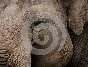 Indian Elefant