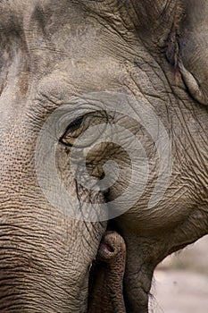 Indian Elefant