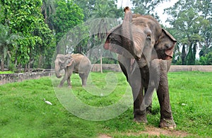 Indian elephant