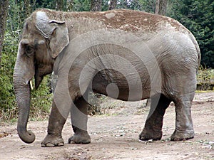 Indian Elephant