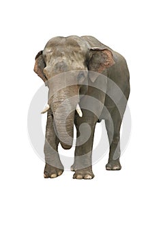 Indian elephant photo