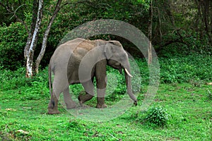 Indian elephant