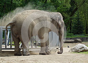 The Indian elephant