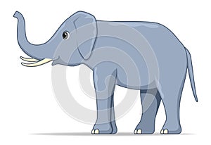 Indian elephant animal standing on a white background photo