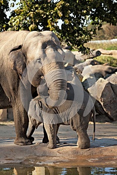 Indian elephant baby in the Prague Zoo