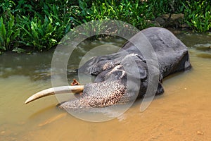 An Indian elephant bathes in a river on a hot day. The Indian elephant is a subspecies of the Asian elephant photo