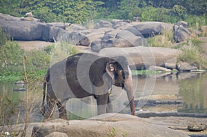 The Indian elephant bathes in the river swim