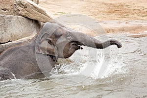 Indian elephant bathing in the Prague Zoo