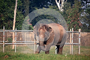 Indian elephant