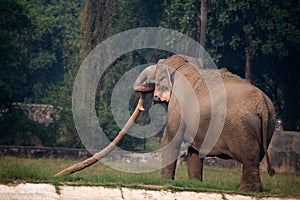 Indian elephant