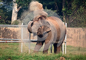 Indian elephant