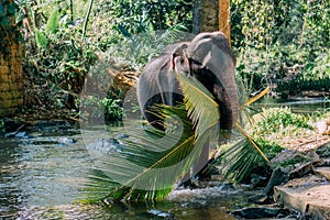 Indian elephant carries palm leaves in its mouth