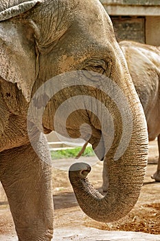 Wild animal. Portrait of Indian elephant