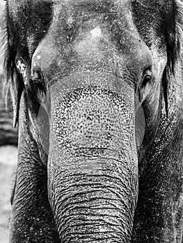 Indian Elephant - close-up portrait in black and white