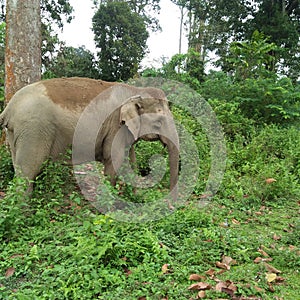 Indian elephant for dihing patkai fores