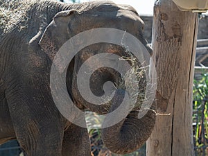 Indian elephant eating straw