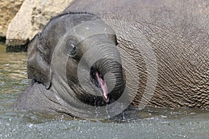An Indian elephant (Elephas maximus)