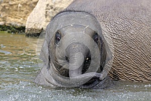 An Indian elephant (Elephas maximus)