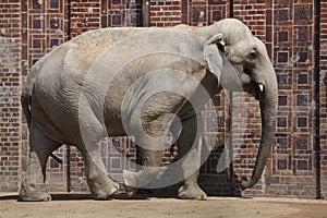 Indian elephant Elephas maximus indicus